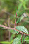 Dwarf hawthorn